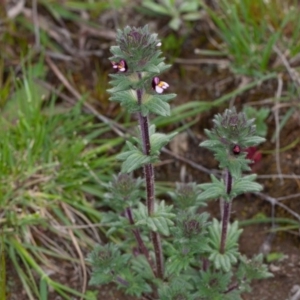 Parentucellia latifolia at Red Hill, ACT - 27 Sep 2020