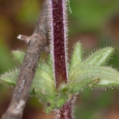 Parentucellia latifolia at Red Hill, ACT - 27 Sep 2020 01:44 PM