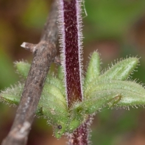 Parentucellia latifolia at Red Hill, ACT - 27 Sep 2020 01:44 PM