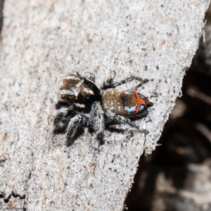 Maratus calcitrans at Acton, ACT - 28 Sep 2020