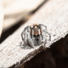 Maratus calcitrans at Acton, ACT - suppressed