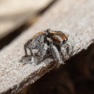 Maratus calcitrans at Acton, ACT - 28 Sep 2020