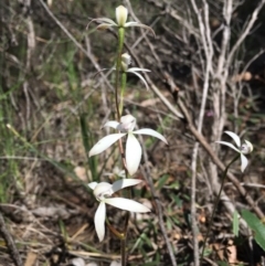 Caladenia ustulata (Brown Caps) at Bruce, ACT - 29 Sep 2020 by Wen