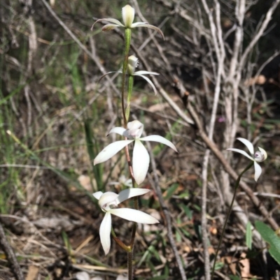 Caladenia ustulata (Brown Caps) at Gossan Hill - 29 Sep 2020 by Wen