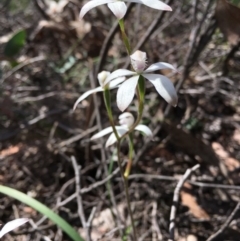 Caladenia ustulata at Bruce, ACT - suppressed