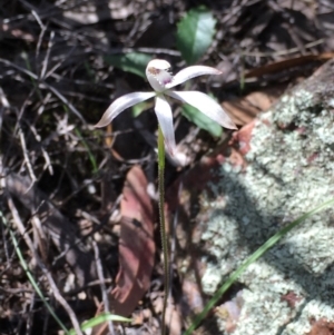 Caladenia ustulata at Bruce, ACT - suppressed