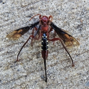 Lissopimpla excelsa at Wanniassa, ACT - 29 Sep 2020