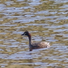 Tachybaptus novaehollandiae at Black Range, NSW - suppressed