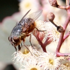 Calliphora sp. (genus) (Unidentified blowfly) at Throsby, ACT - 29 Sep 2020 by davobj