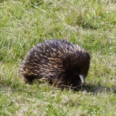 Tachyglossus aculeatus (Short-beaked Echidna) at Black Range, NSW - 29 Sep 2020 by MatthewHiggins