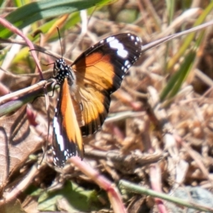 Danaus petilia at Stromlo, ACT - 29 Sep 2020 10:46 AM