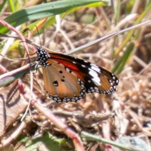 Danaus petilia at Stromlo, ACT - 29 Sep 2020