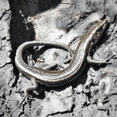 Pseudemoia spenceri (Spencer's Skink) at Namadgi National Park - 29 Sep 2020 by JohnBundock