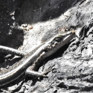 Pseudemoia spenceri at Booth, ACT - 29 Sep 2020