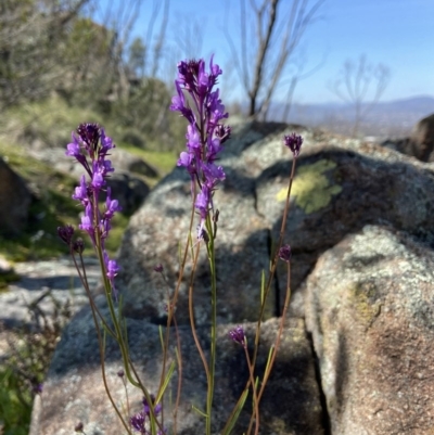 Linaria pelisseriana (Pelisser's Toadflax) at Mount Taylor - 29 Sep 2020 by AJB