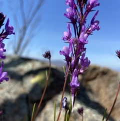 Linaria pelisseriana at Tuggeranong DC, ACT - 29 Sep 2020