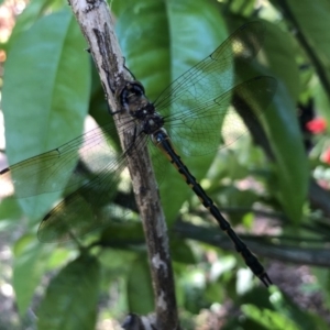 Hemicordulia australiae at Broughton Vale, NSW - 26 Sep 2020