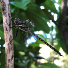 Hemicordulia australiae at Broughton Vale, NSW - 26 Sep 2020