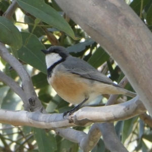 Pachycephala rufiventris at Black Range, NSW - 29 Sep 2020