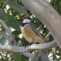 Pachycephala rufiventris at Black Range, NSW - 29 Sep 2020