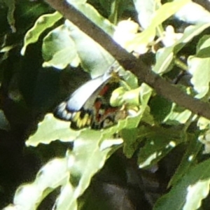 Delias harpalyce at Black Range, NSW - 29 Sep 2020