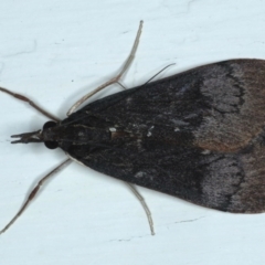 Uresiphita ornithopteralis (Tree Lucerne Moth) at Ainslie, ACT - 28 Sep 2020 by jbromilow50