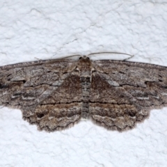 Ectropis excursaria (Common Bark Moth) at Ainslie, ACT - 28 Sep 2020 by jb2602