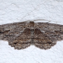 Ectropis excursaria (Common Bark Moth) at Ainslie, ACT - 28 Sep 2020 by jbromilow50