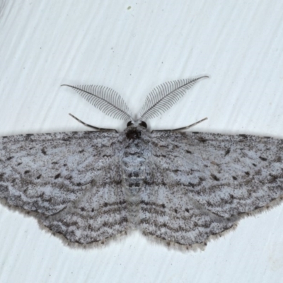 Phelotis cognata (Long-fringed Bark Moth) at Ainslie, ACT - 28 Sep 2020 by jb2602