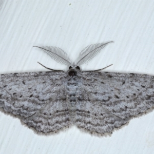 Phelotis cognata at Ainslie, ACT - 28 Sep 2020