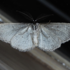 Phelotis cognata at Ainslie, ACT - 28 Sep 2020