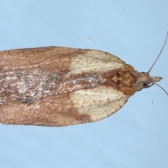 Epiphyas postvittana (Light Brown Apple Moth) at Ainslie, ACT - 28 Sep 2020 by jb2602