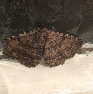 Diatenes aglossoides at Broughton Vale, NSW - 26 Sep 2020