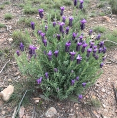 Lavandula stoechas (Spanish Lavender or Topped Lavender) at Bruce Ridge to Gossan Hill - 29 Sep 2020 by Wen