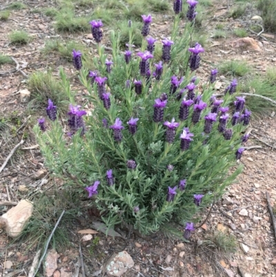 Lavandula stoechas (Spanish Lavender or Topped Lavender) at Bruce, ACT - 29 Sep 2020 by Wen