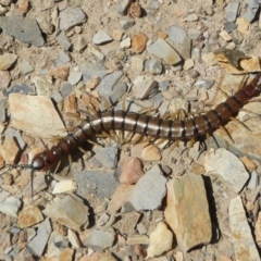 Cormocephalus aurantiipes (Orange-legged Centipede) at Yass River, NSW - 29 Sep 2020 by SenexRugosus