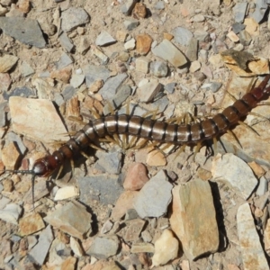 Cormocephalus aurantiipes at Yass River, NSW - 29 Sep 2020