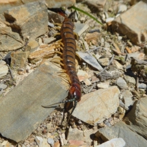 Cormocephalus aurantiipes at Yass River, NSW - 29 Sep 2020