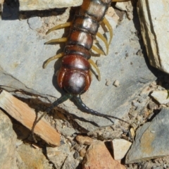 Cormocephalus aurantiipes at Yass River, NSW - 29 Sep 2020