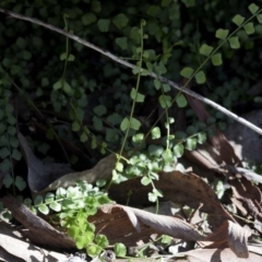 Asplenium flabellifolium (Necklace Fern) at Wee Jasper Nature Reserve - 29 Sep 2020 by JudithRoach