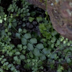 Asplenium flabellifolium at Wee Jasper, NSW - 29 Sep 2020