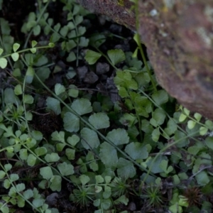 Asplenium flabellifolium at Wee Jasper, NSW - 29 Sep 2020