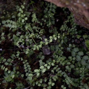 Asplenium flabellifolium at Wee Jasper, NSW - 29 Sep 2020