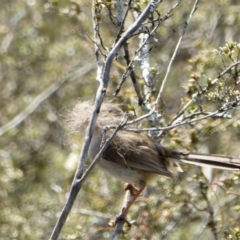 Malurus cyaneus (Superb Fairywren) at Yass River, NSW - 28 Sep 2020 by SenexRugosus