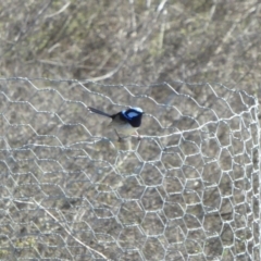 Malurus cyaneus at Yass River, NSW - 29 Sep 2020