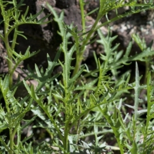 Senecio sp. at Wee Jasper, NSW - 29 Sep 2020 11:19 AM