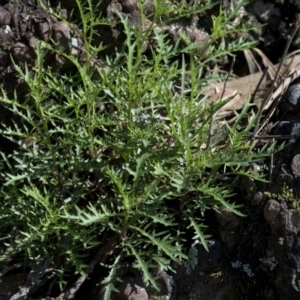 Senecio sp. at Wee Jasper, NSW - 29 Sep 2020