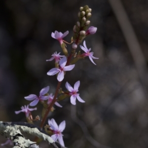 Stylidium sp. at Wee Jasper, NSW - 29 Sep 2020