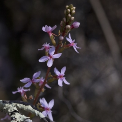 Stylidium (genus) (Trigger Plant) at Wee Jasper, NSW - 29 Sep 2020 by JudithRoach