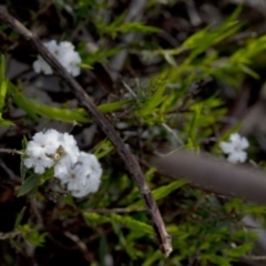 Leucopogon virgatus (Common Beard-heath) at Wee Jasper, NSW - 29 Sep 2020 by JudithRoach